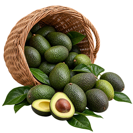 Fresh AvoGold avocados