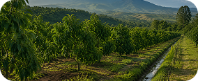 Sustainable Farming