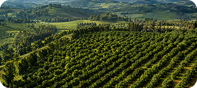 Kenyan Farms